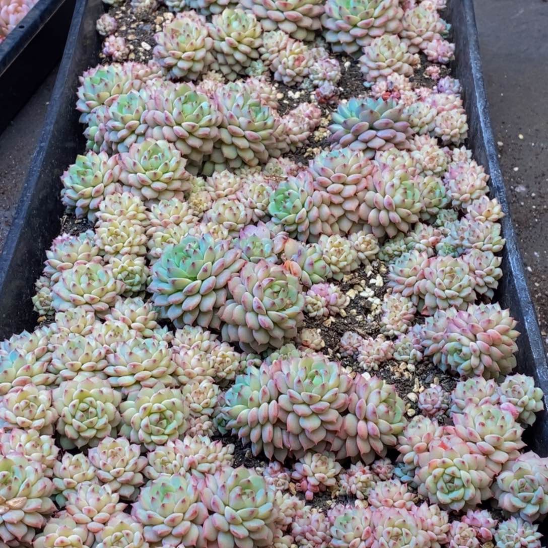 371多肉植物保护研究所所长助理研究员