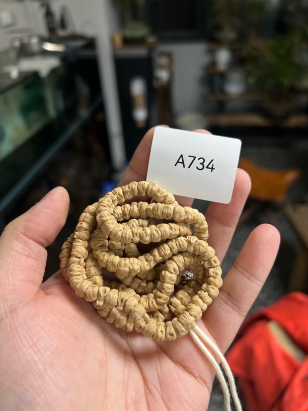 热振柏香籽 油皮铁三角 A734