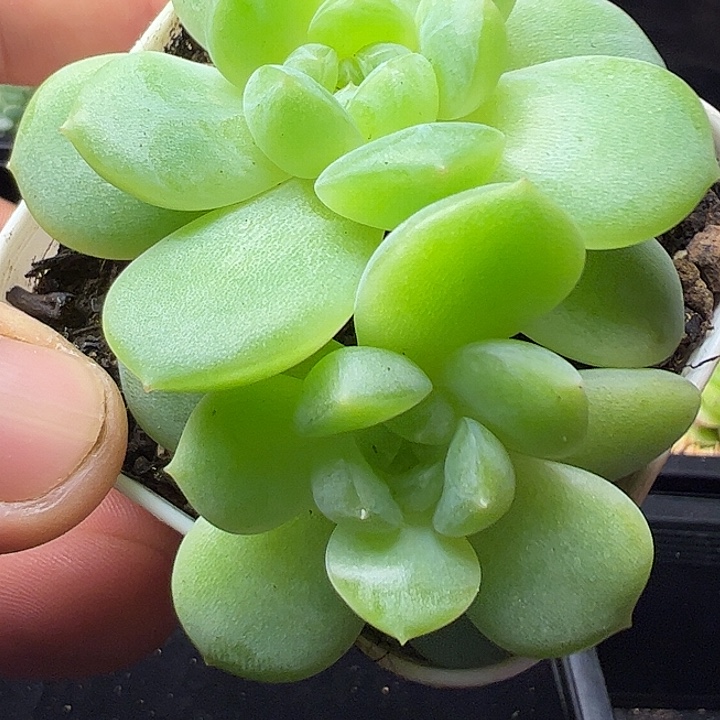 双头财富密码带盆发货111