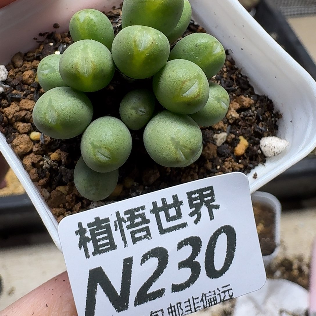 多肉植物的人生fghhj