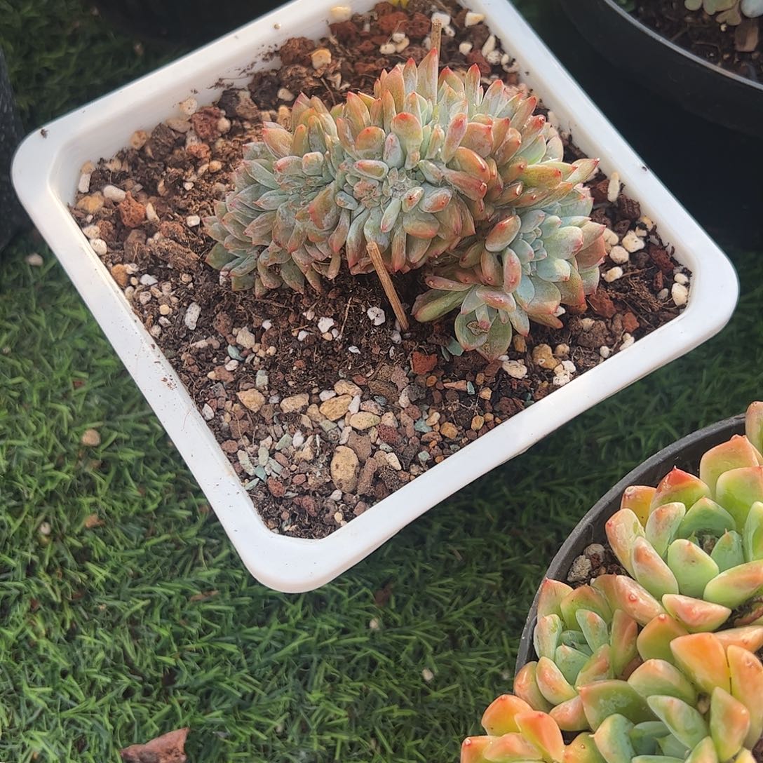 橙子小树多肉植物