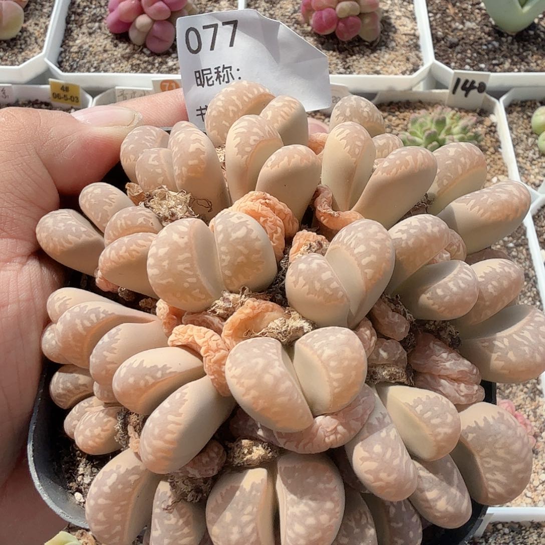 多肉植物多肉植物