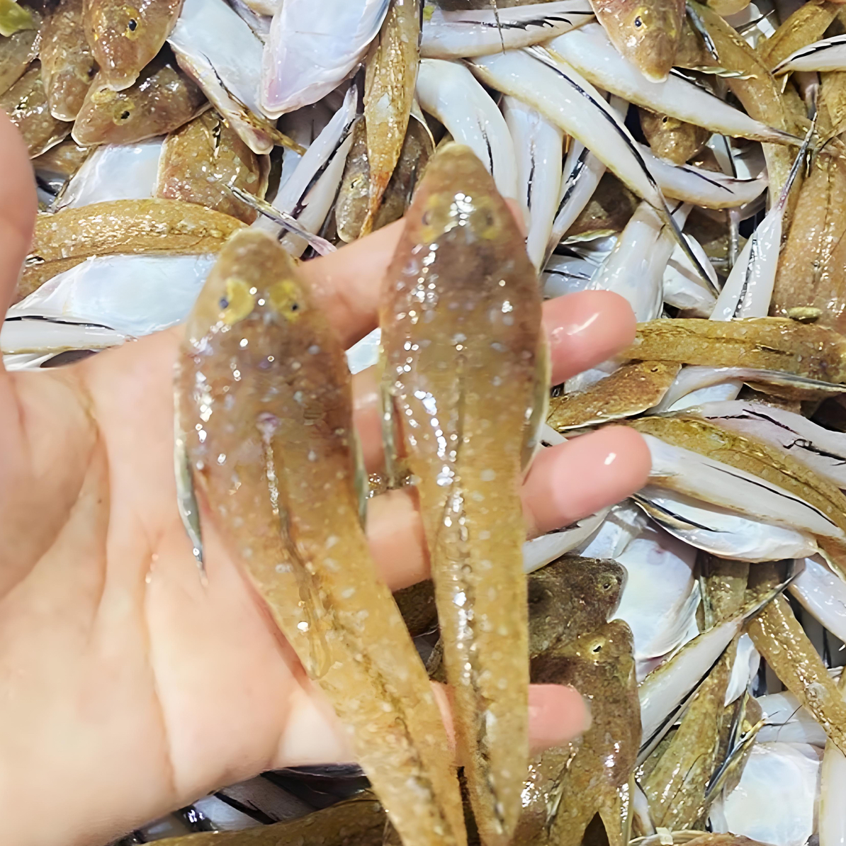 【鸡腿鱼】惠来神泉本港鸡腿鱼/箭头鱼【5盒】原产地顺丰冷链顺丰包邮