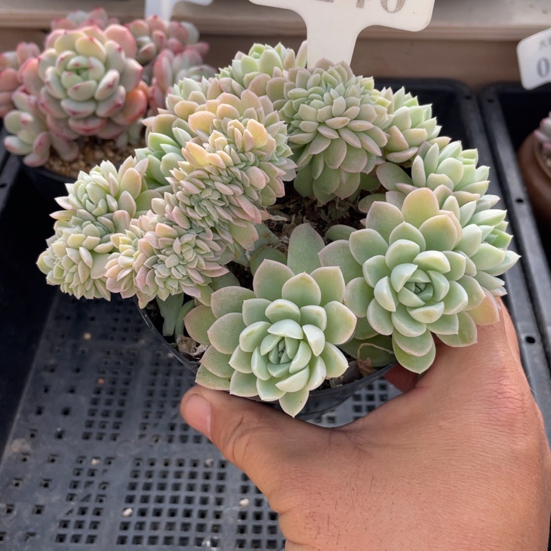 240奶油美人不带盆13厘米