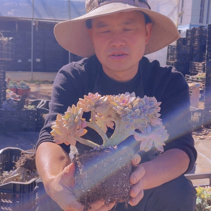 156淡雪缀化一物一拍