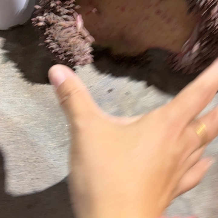 虞美人缀23467条线一枝8888“o