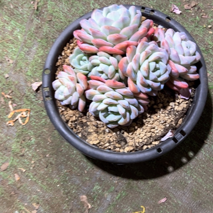 无花朵冰玉多肉植物