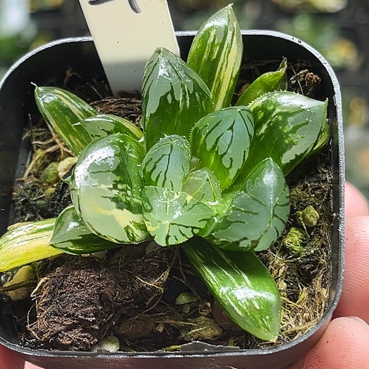 24双头大窗花水晶玉露锦