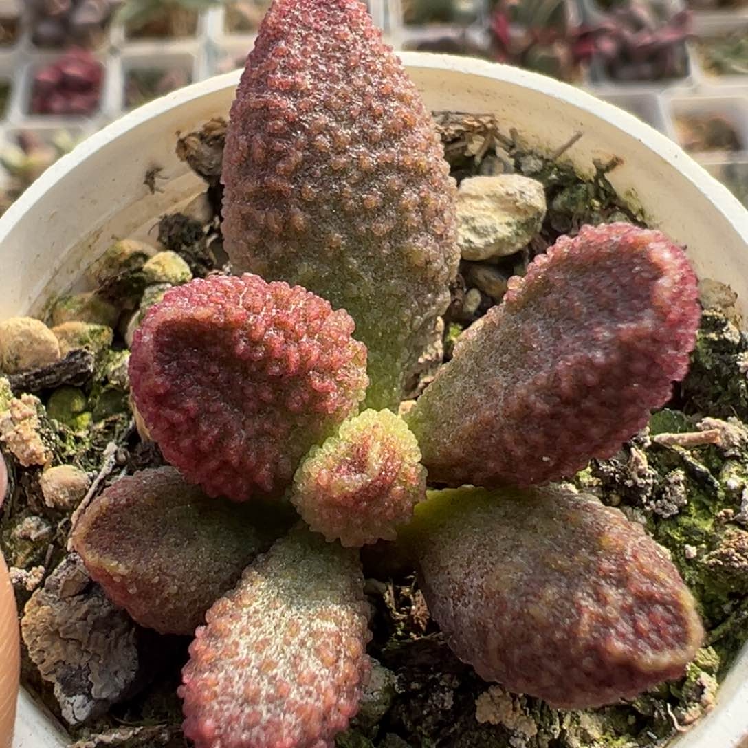 蜡质磨砂款实生新品多肉植物