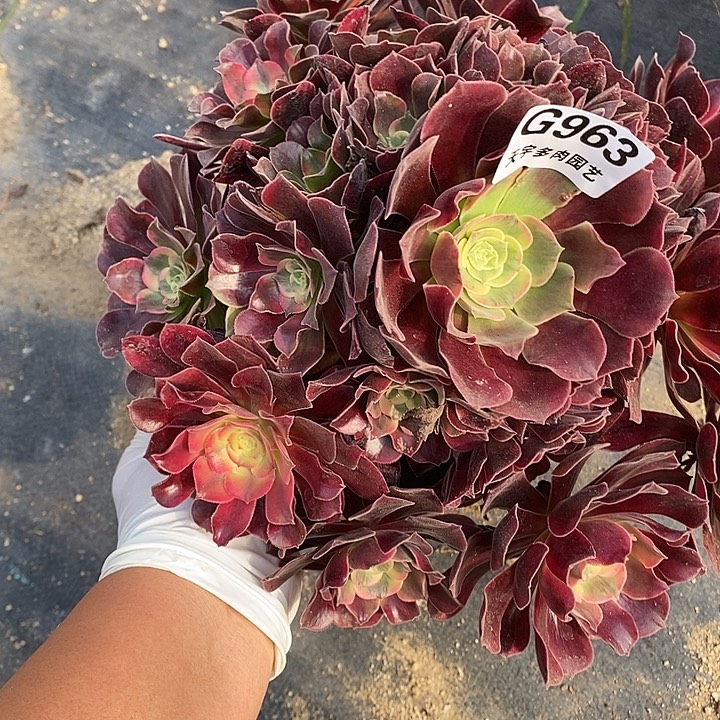 多肉植物凤冠963多肉