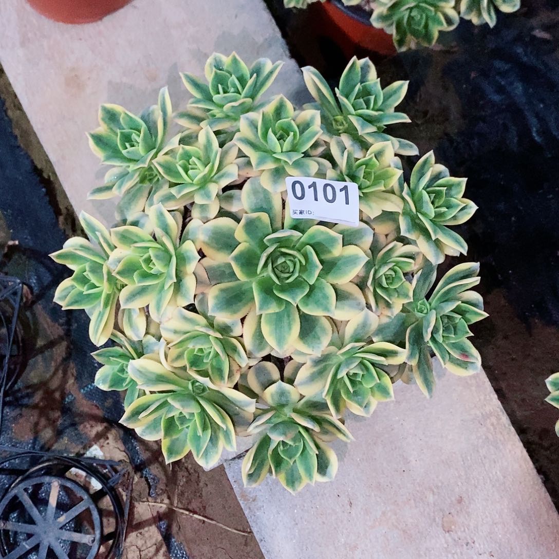 星爆0101多肉1111