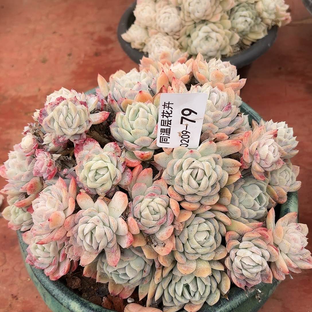 同温层多肉不知名79