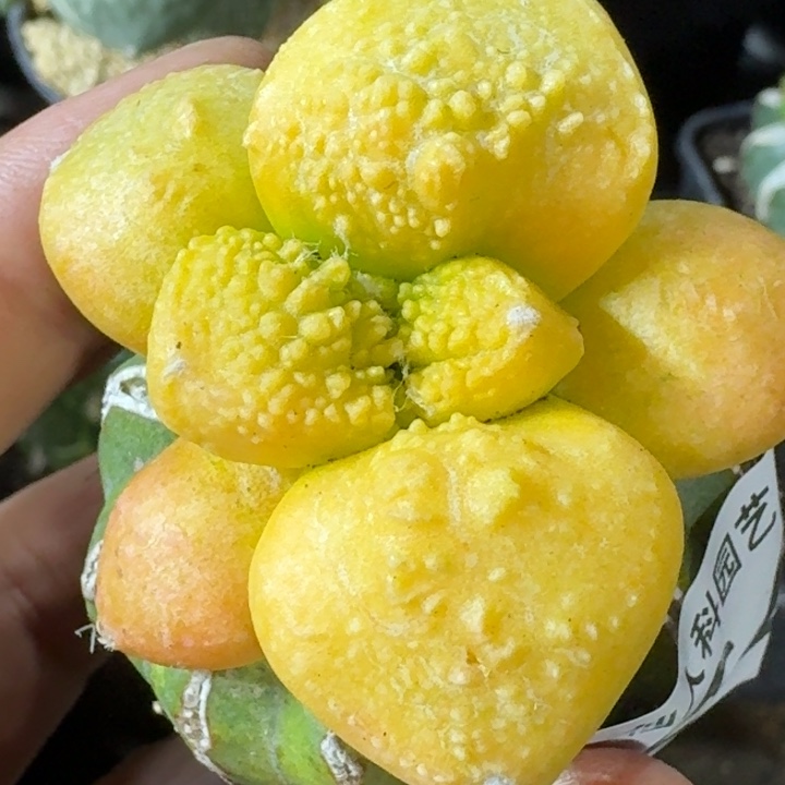 无花朵大尤象肌连山锦644