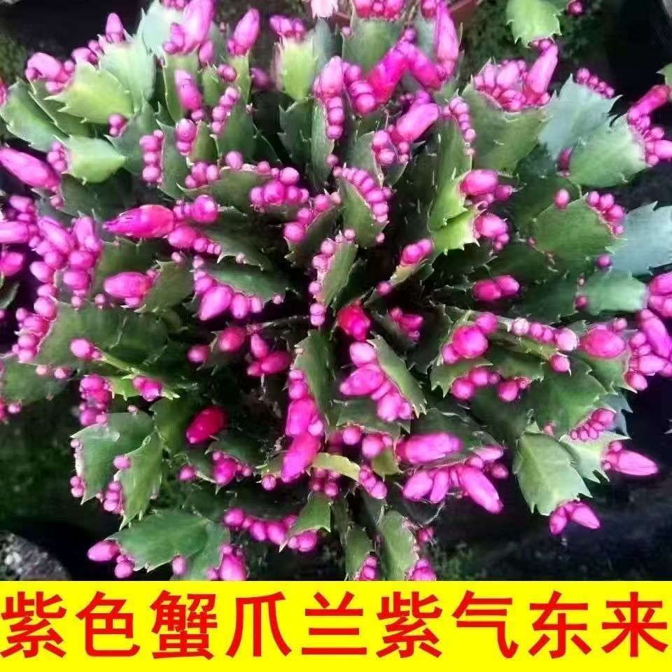紫色蟹爪兰花苗盆栽带花苞四季开花室内好养花卉