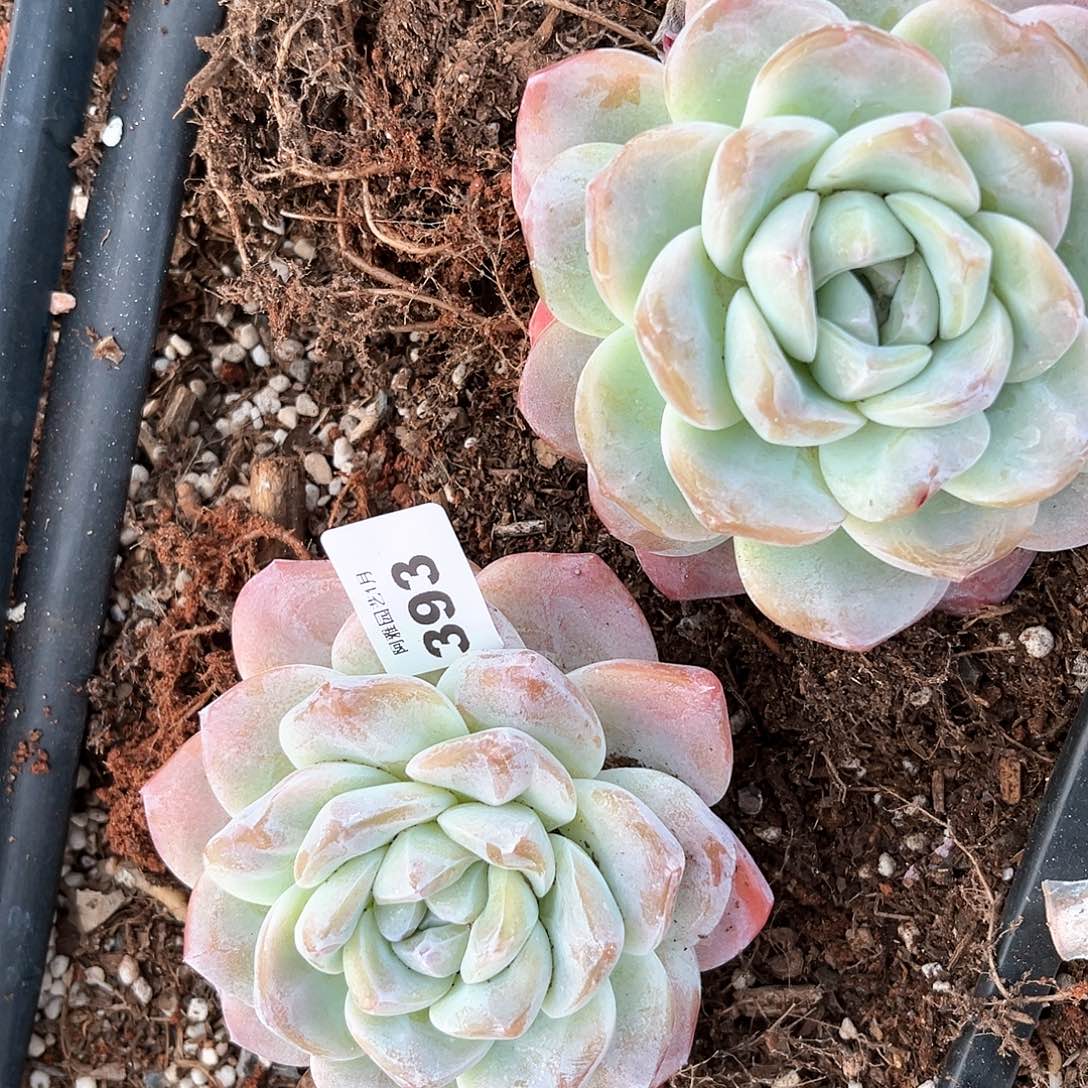 阿雅园艺。           带桩393