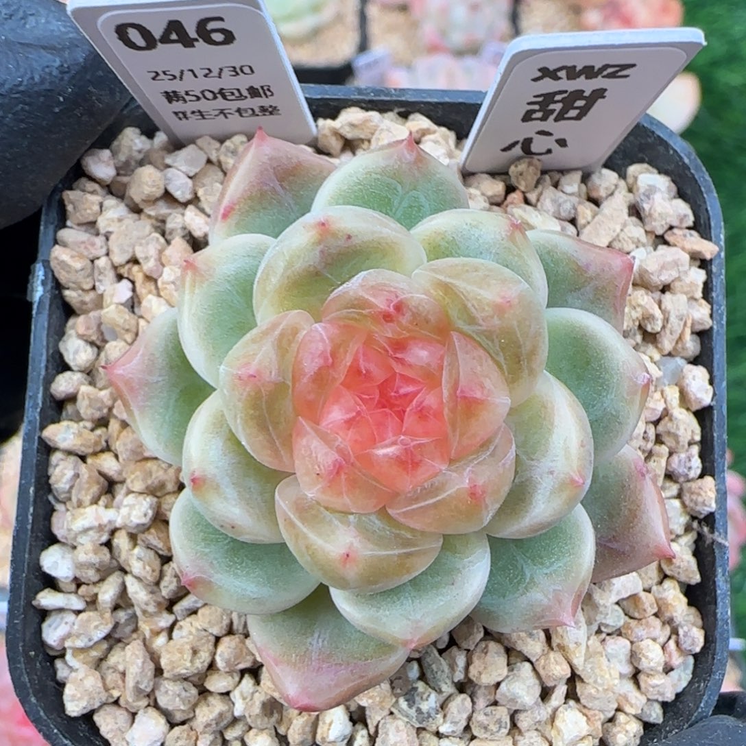 046   甜心   5厘米盆