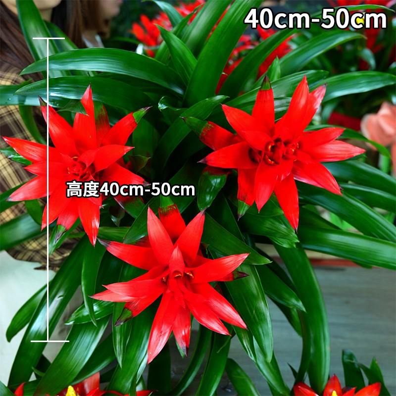 鸿运当头植物带红花凤梨好养植物室内吸甲醛大盆绿植植物