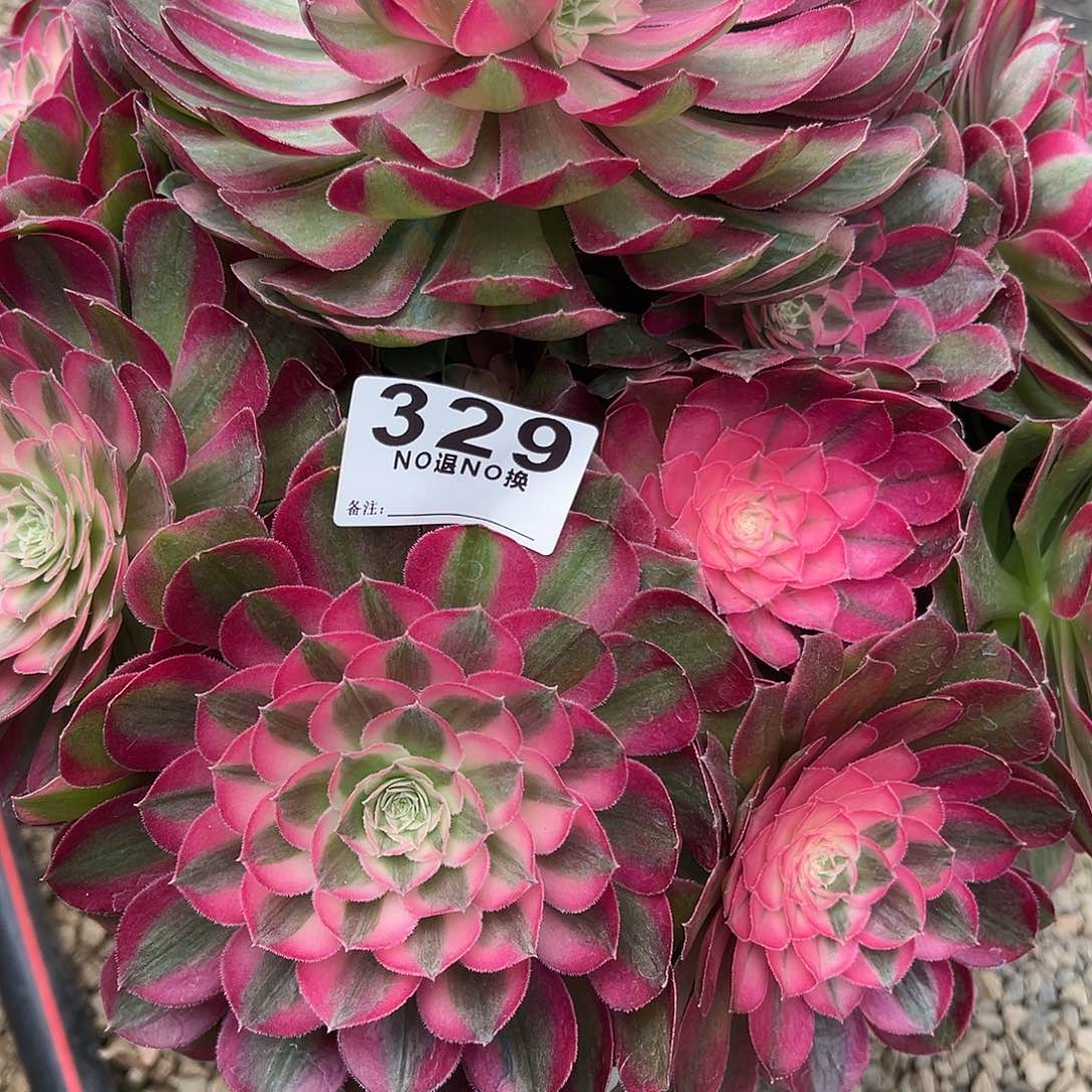 转***爱329多肉孔雀瓴一个