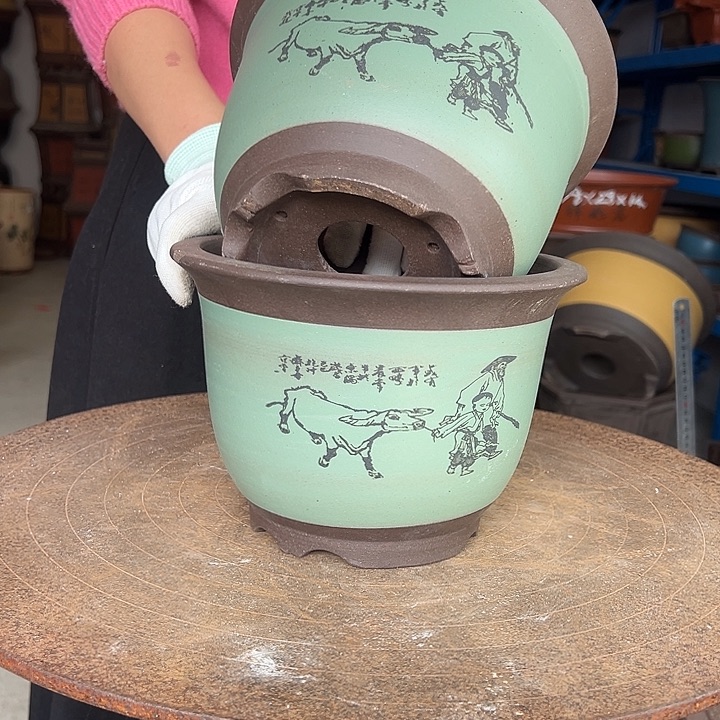 20+20苹果绿放牛娃平角金钟