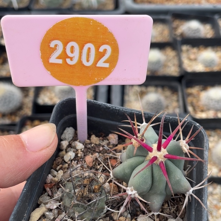 花***袁实生仙人球290200000