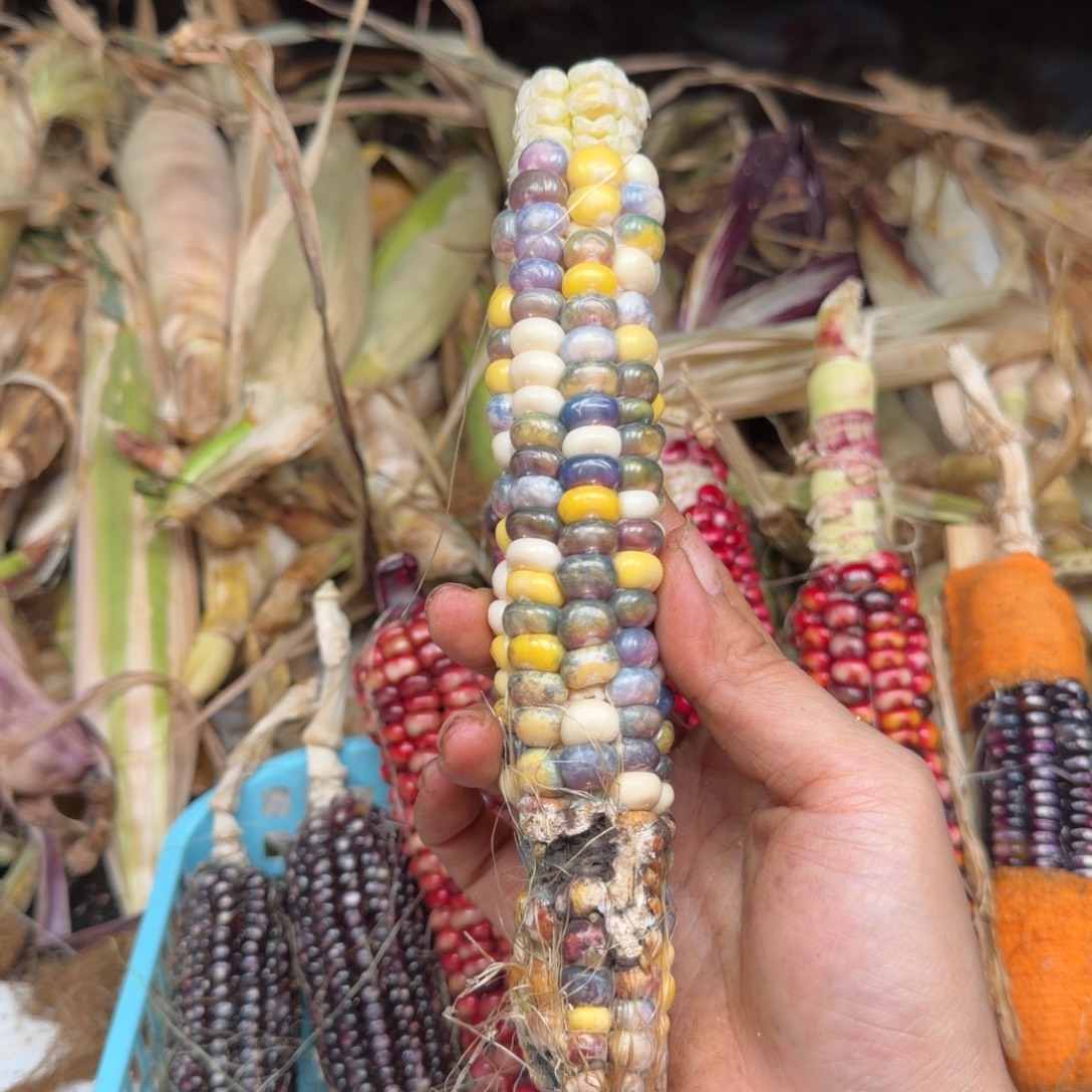 三***半吊坠柏香籽/百香籽