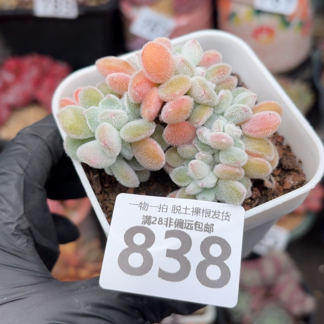 雪晃星缀化无盆土发货