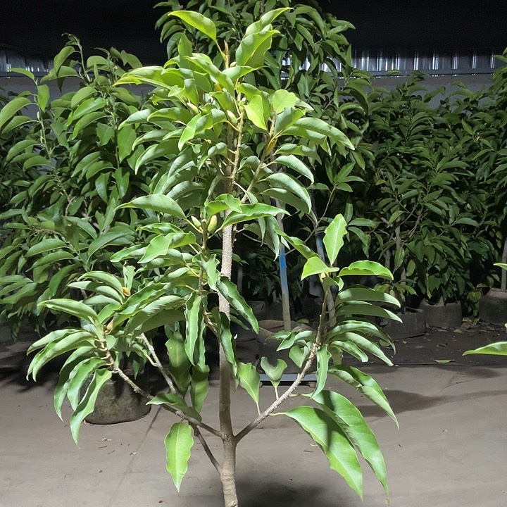 完全开放黄兰花88价位