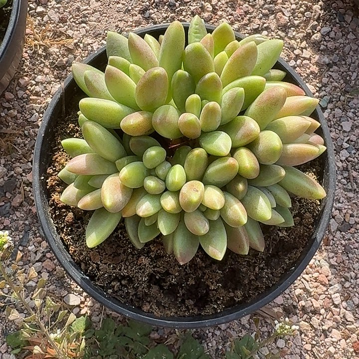 橙色奇迹自然群粗腿无砍