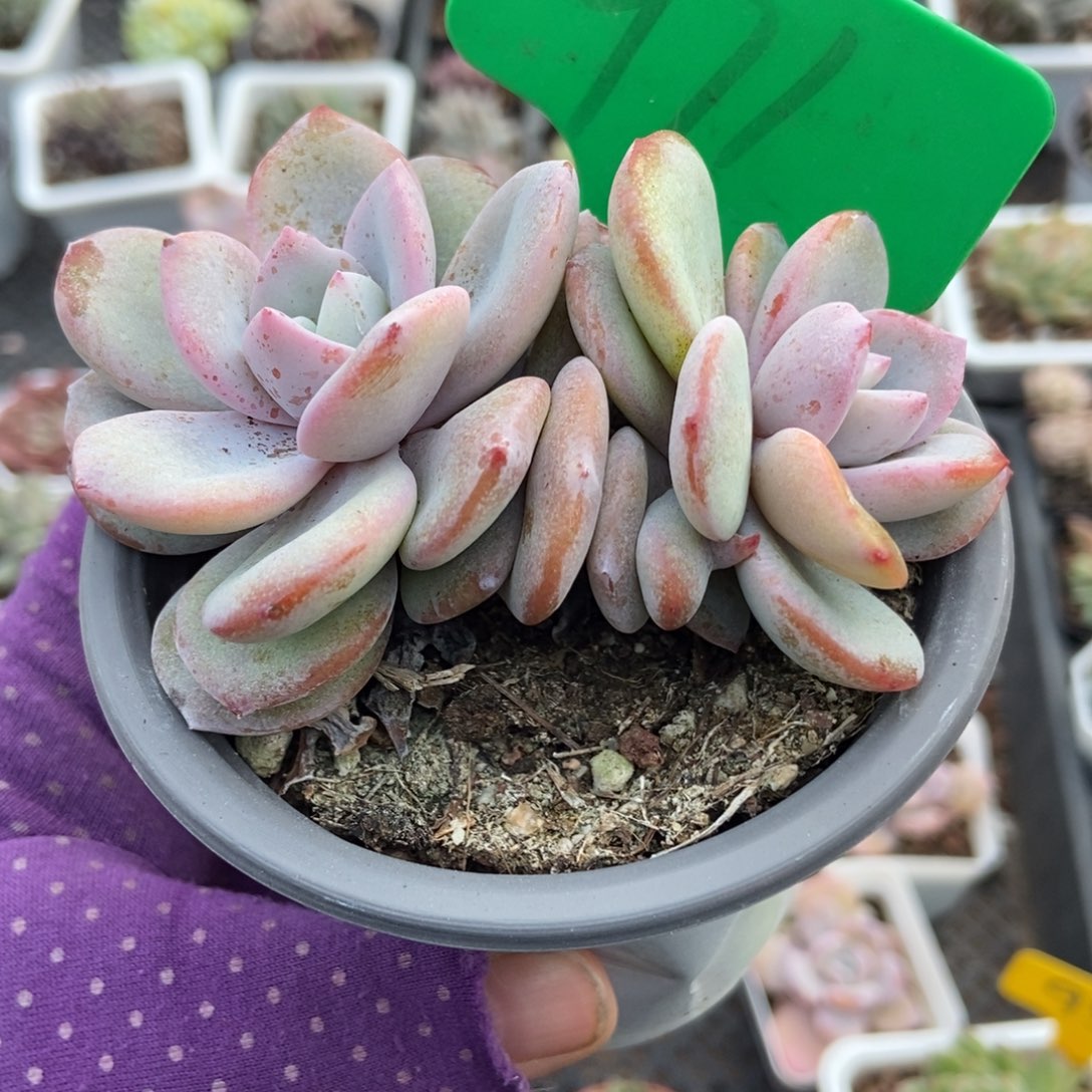 971奶茶多肉植物多肉