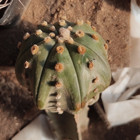 2707处理无根仙人球