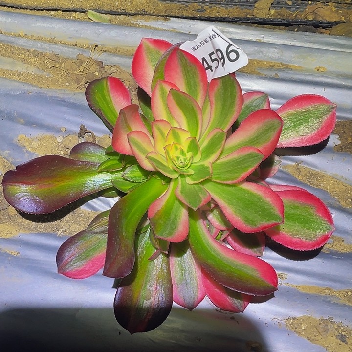 4596粉女郎花脸多肉植物