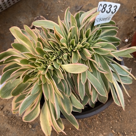 833青莲缀多肉植物