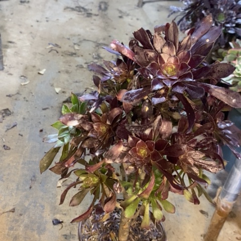 黑法多肉植物011