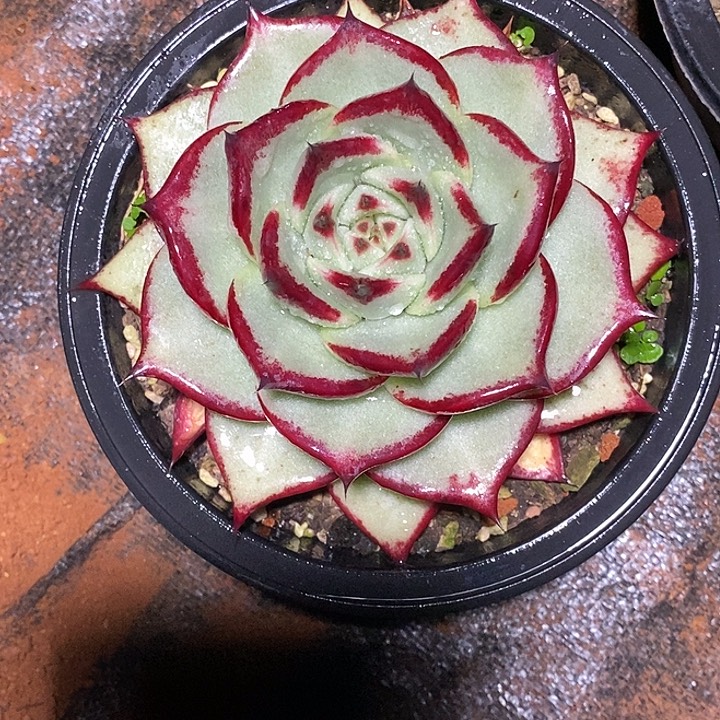 毛***松福利美乌大漏4           