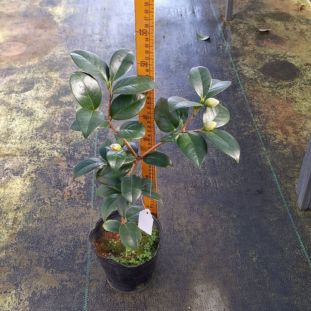 少量花朵（建议范围：2朵-5朵 或40%以下）乌马克