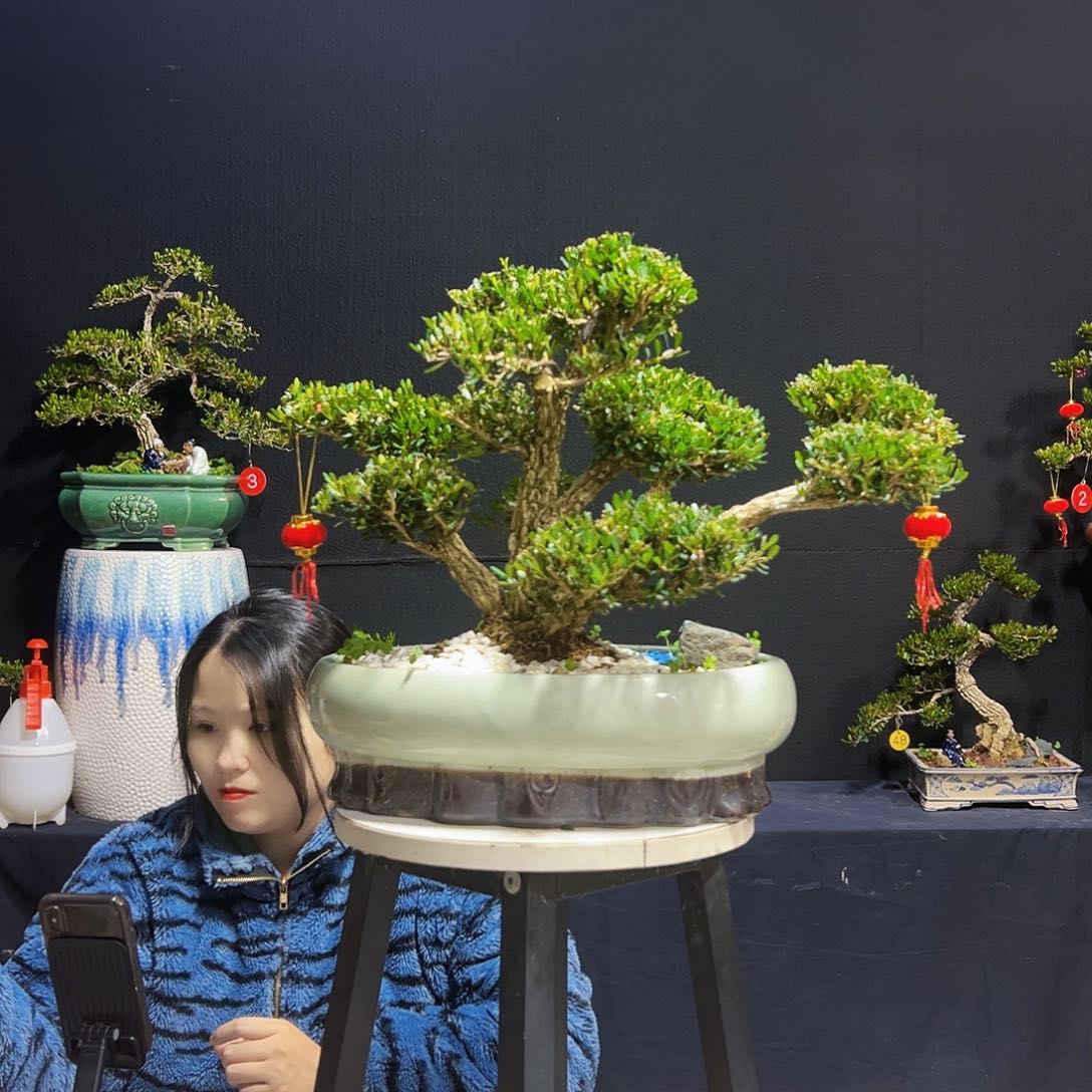 绿植广东皱皮黄杨木