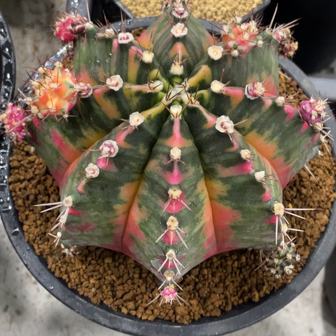 当前无花朵，栽培后可花朵橘粉臀虎斑锦