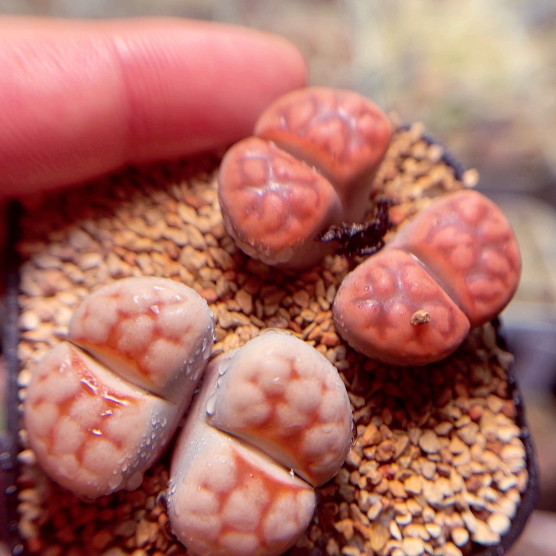 315号带盆盆包邮发货