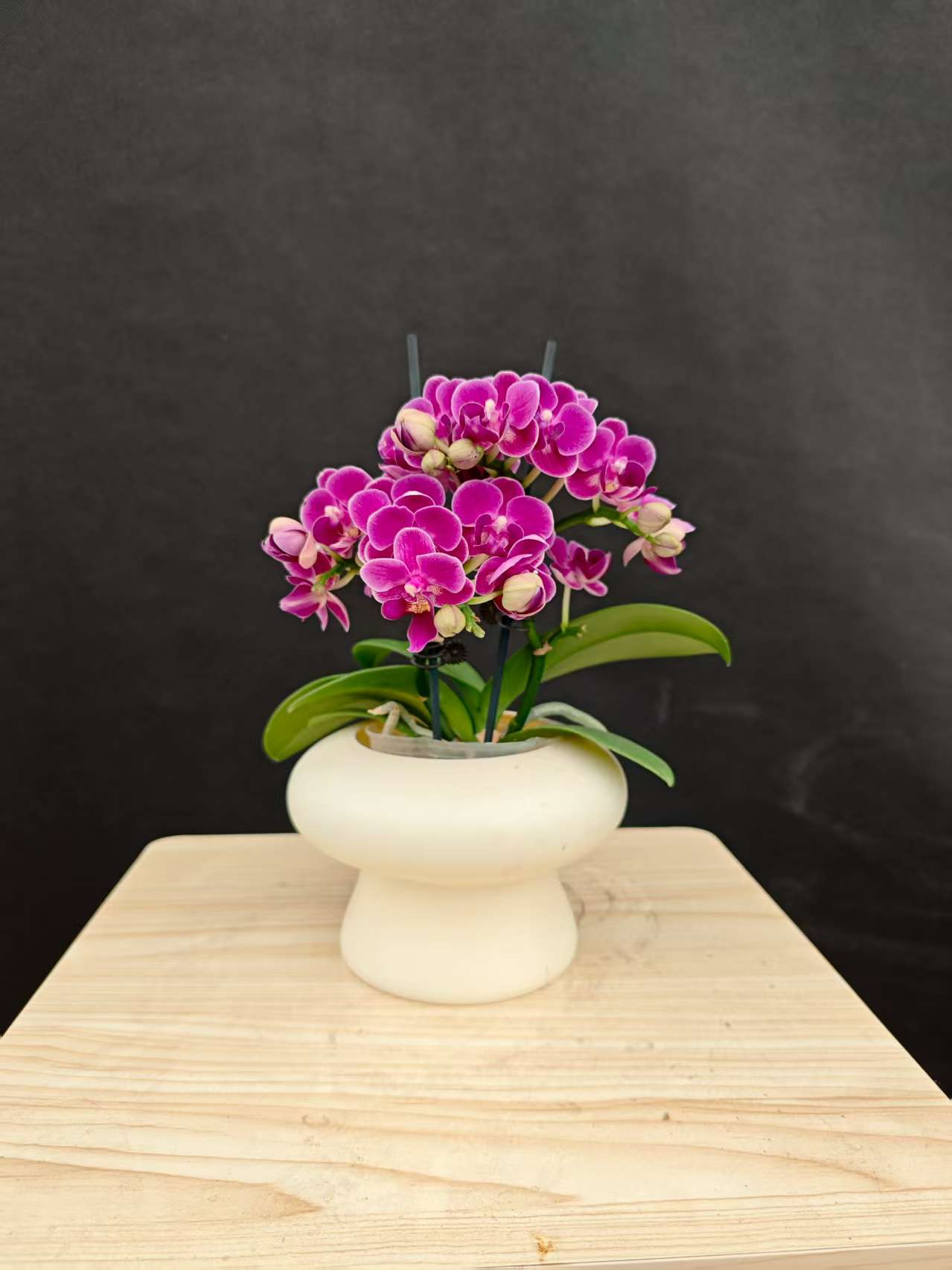 森境【蓝色花语】蝴蝶兰