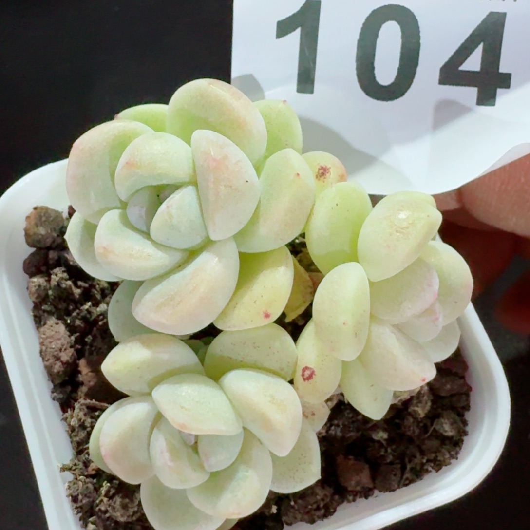 冰玉群生白底小脸         精品多肉