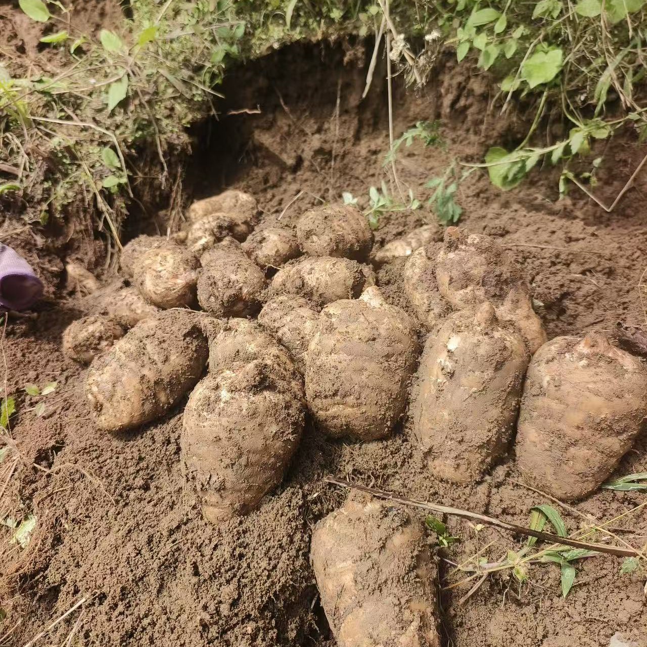 3斤大果新鲜天麻新鲜云南昭通小草坝天麻