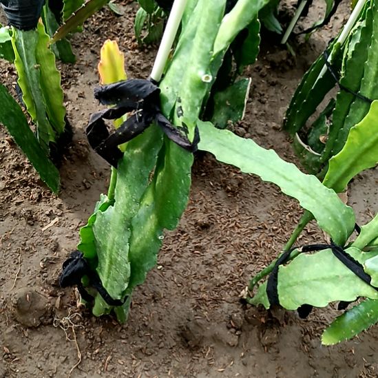 于***途完全开放令箭何花1046号