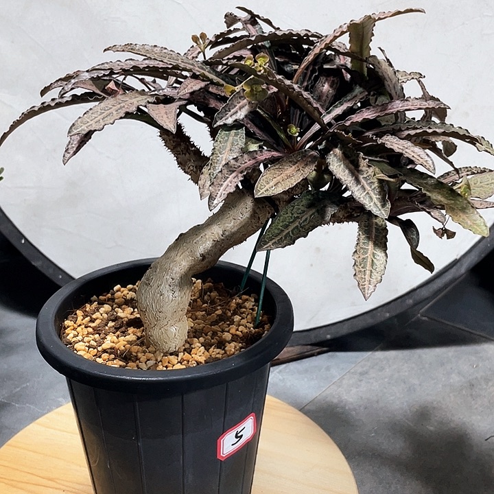 金***8彩叶麒麟老庄666666666666