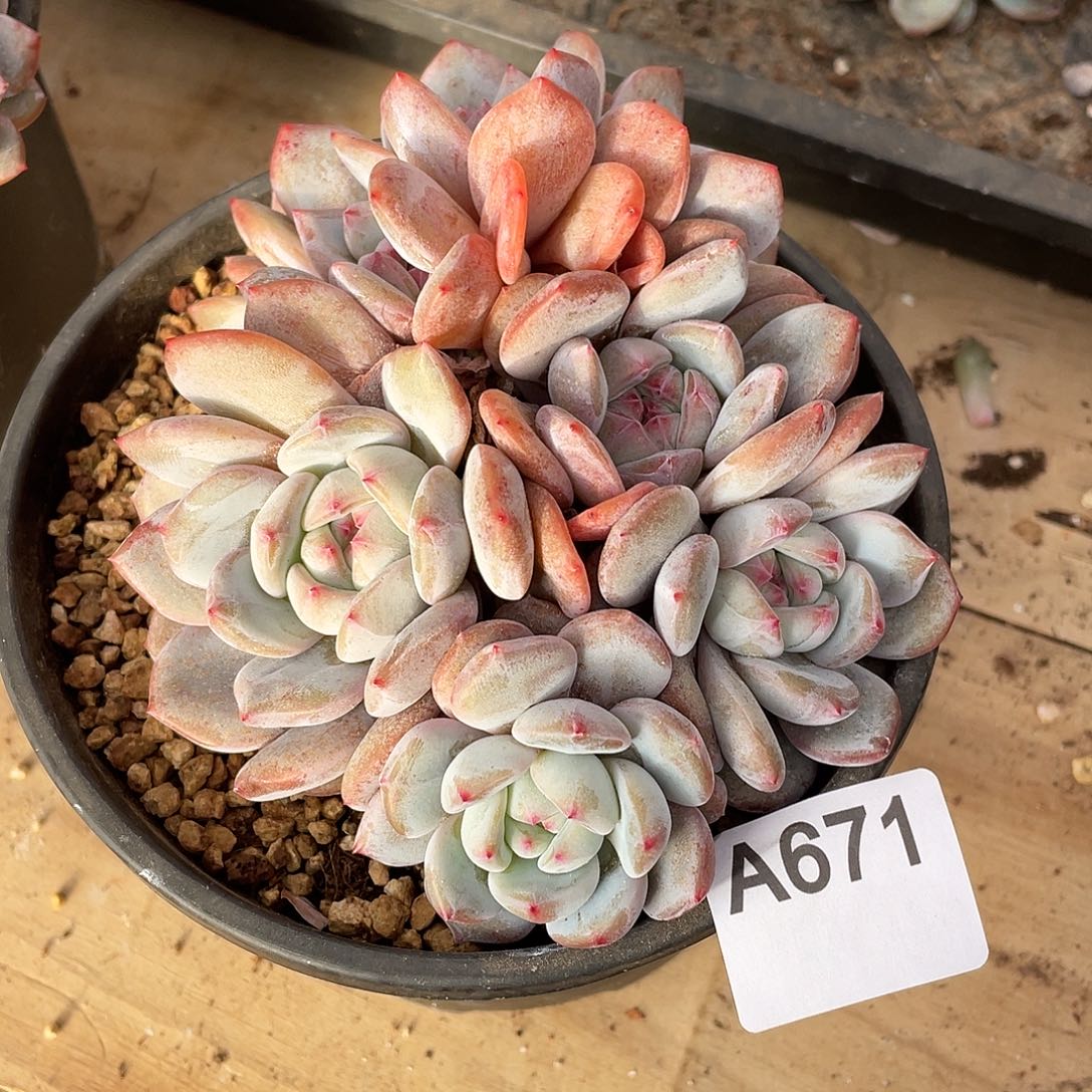 Y***a671多肉植物多肉植物