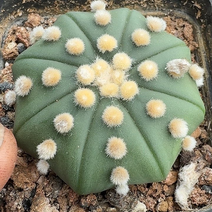 无花朵实生海星连星兜135