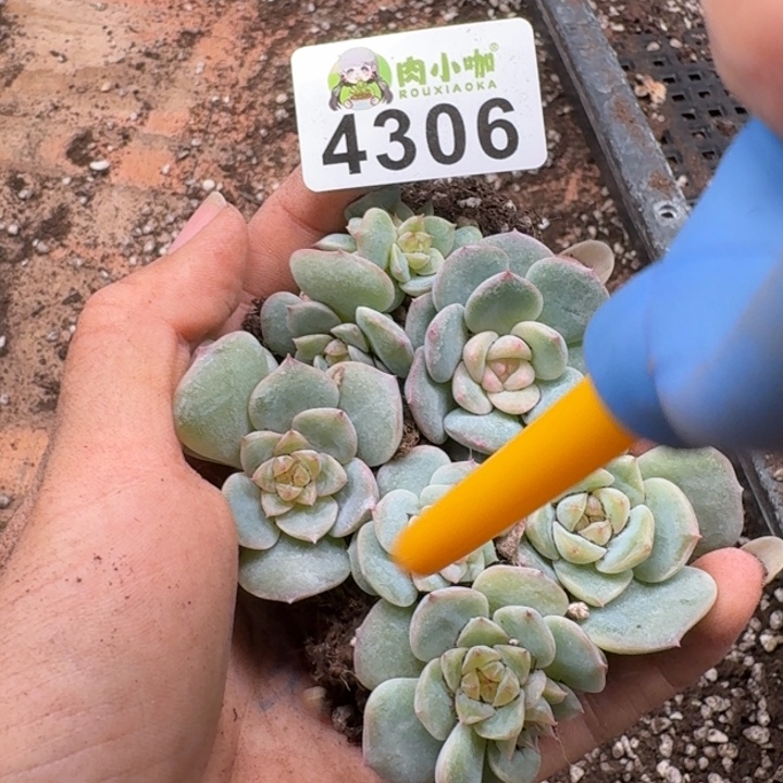 多肉植物多肉植物