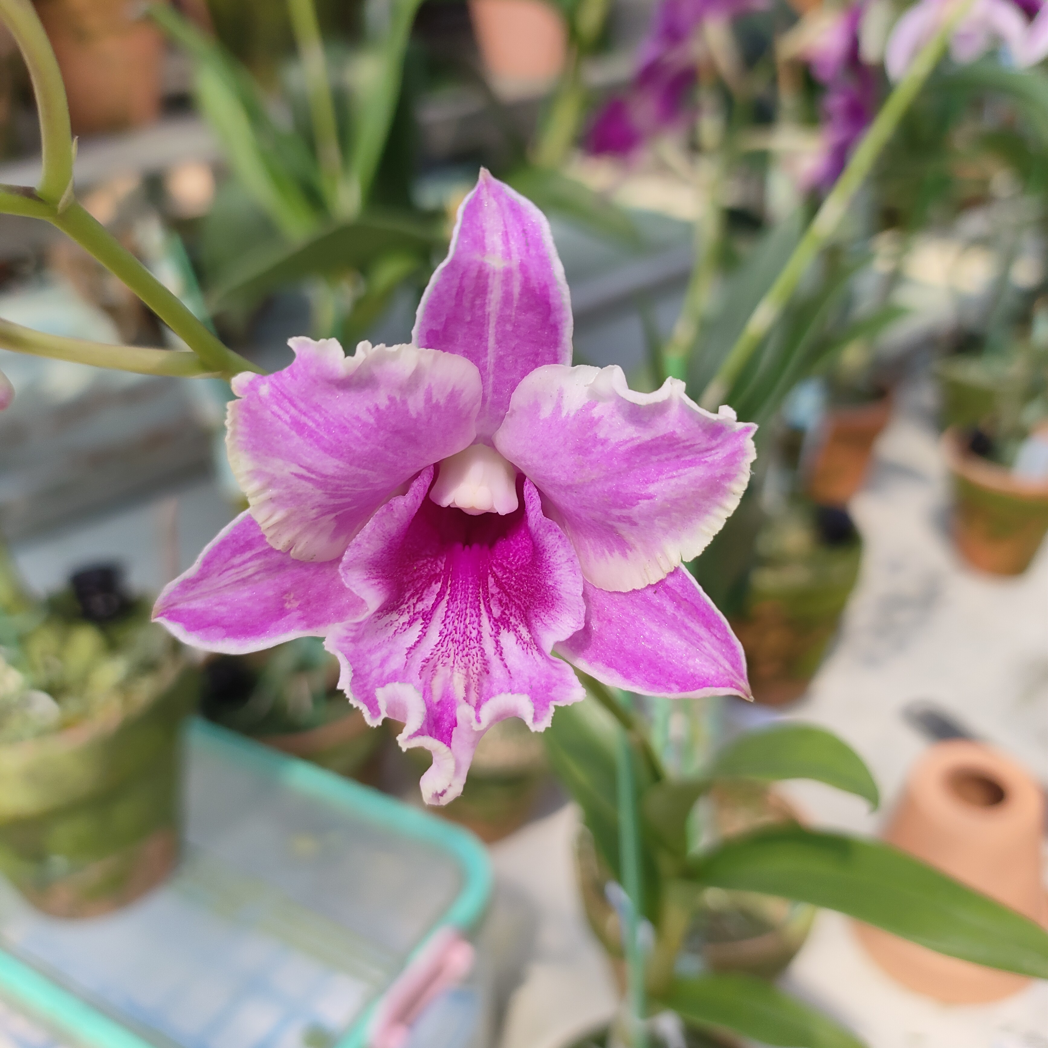 卡娜泼墨秋石斛兰花