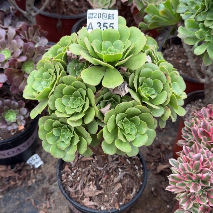 满20包邮，355绿玫瑰