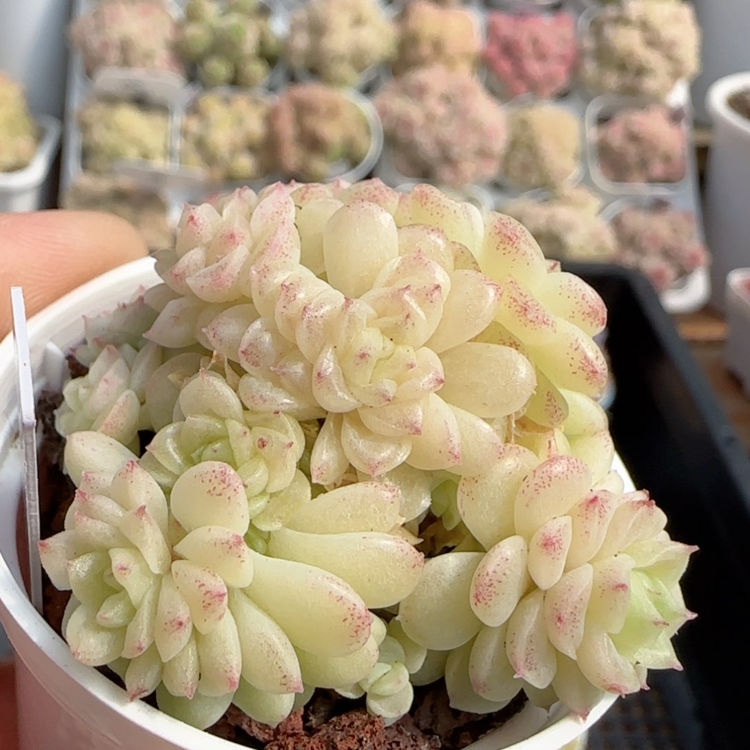 陈**儿【闪购商品】0202-78（ttp-228）