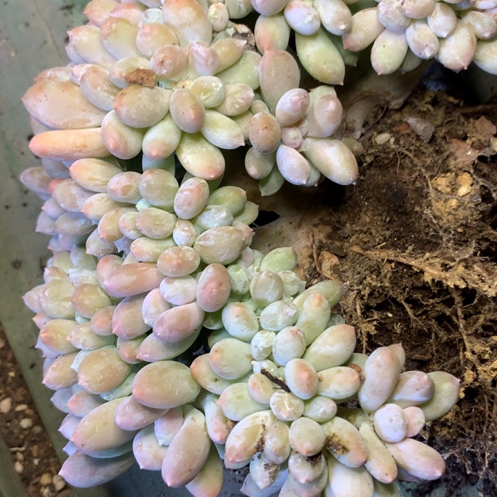 稻田姬美人缀化16cm